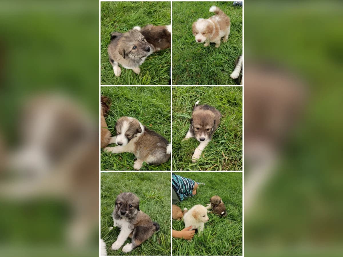 Badger Face Great Pyrenees puppies classified photo