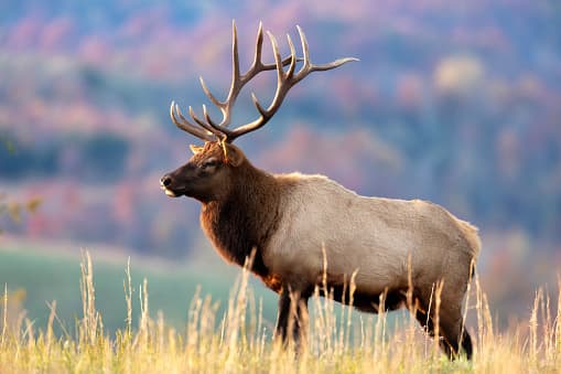 DWR Proposes Changes To Elk Hunting; Local Public Comment Encouraged