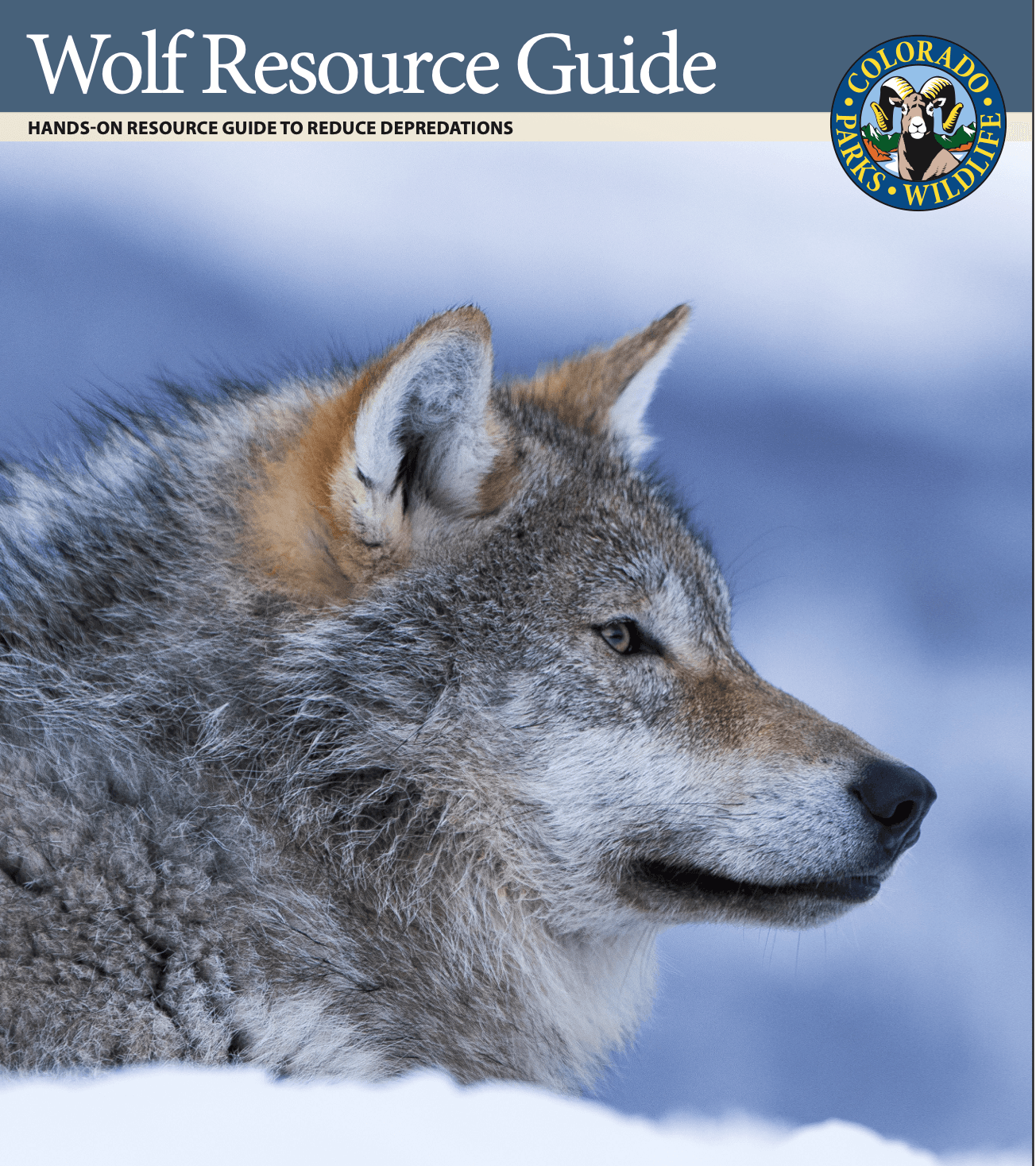 Wolves Main Suspect As Colorado Wildlife Officials Investigate Dead Calves
