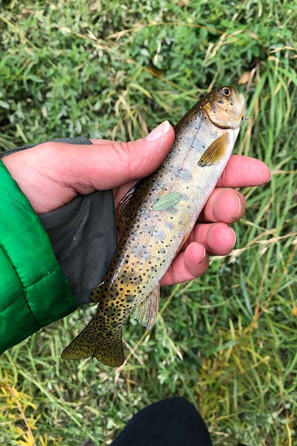 Utah Cutthroat Slam Reaches Huge Milestone