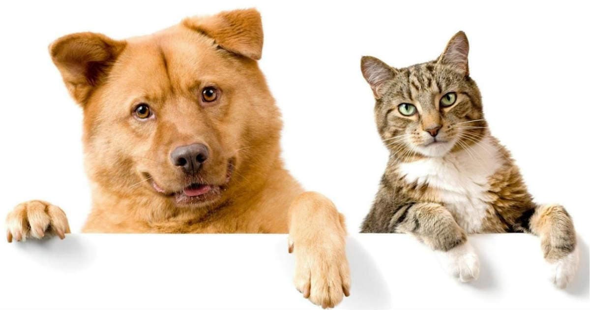 Uintah Animal Control and Shelter Statistics