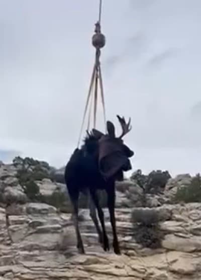 Crane Used To Rescue Moose Stuck In Service Canal In Uintah County