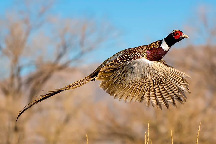 Getting Ready for 2022 Pheasant and Quail Hunts