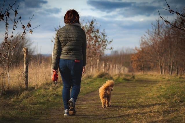 Roosevelt Animal Shelter Seeking Volunteers To Walk Dogs
