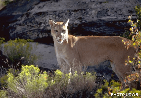 DWR On Wildlife Sightings And Encounters