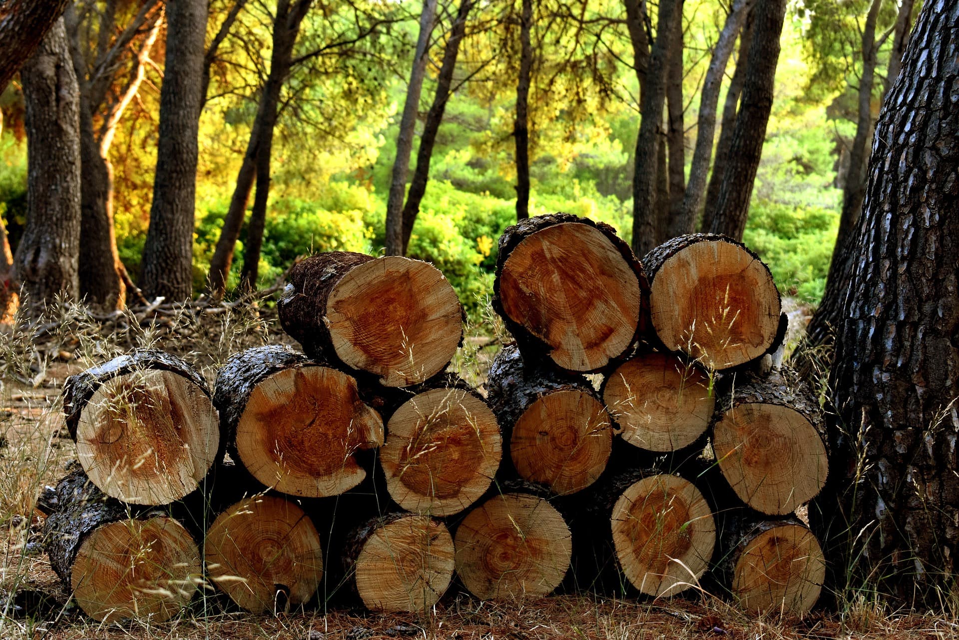 Ashley National Forest Timber Sales Program Available To Public