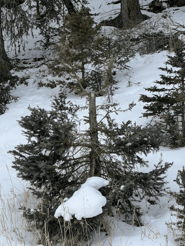 Ashley National Forest Reminds All That Christmas Tree Topping Is Illegal