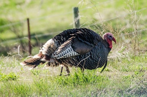 Wildlife Board Approves Upland Game And Turkey Rule Changes