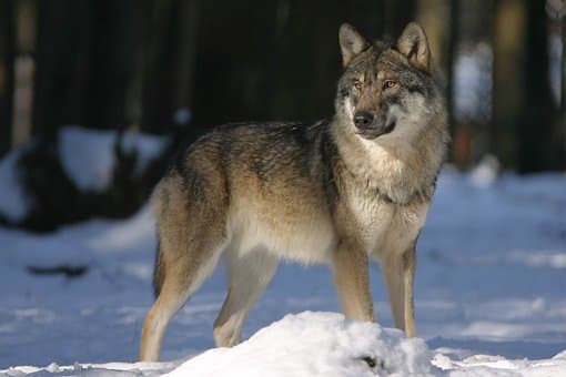 Are Wolves Killing Calves Near Meeker, Colorado?