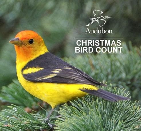 Enjoy Birdwatching? Join The 123rd Audubon Christmas Bird Count