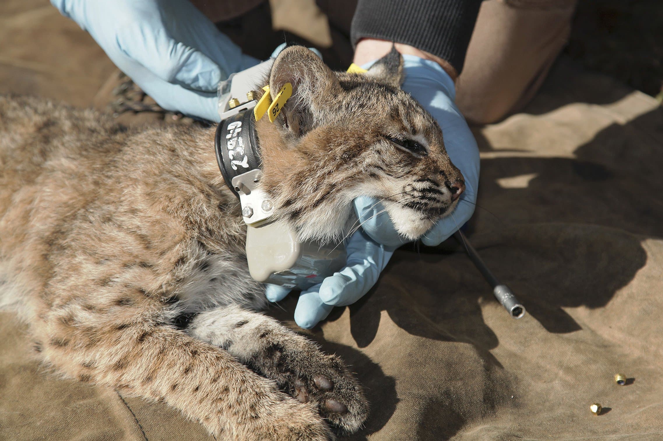 Hunters In Colorado That Get a Bobcat with a GPS Collars To Return Collar