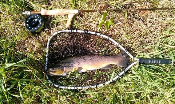 Fisheries Managers Concerned About Lake Trout in Flaming Gorge
