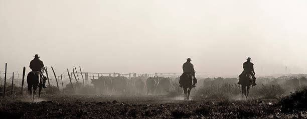 Winter Conditions Increasing Cattle Ranchers Calving Death Loss
