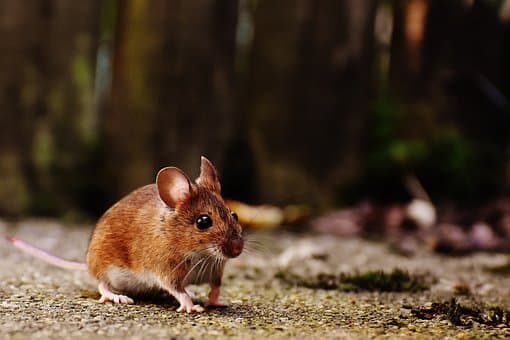 Give’m Health: Preventing Hantavirus