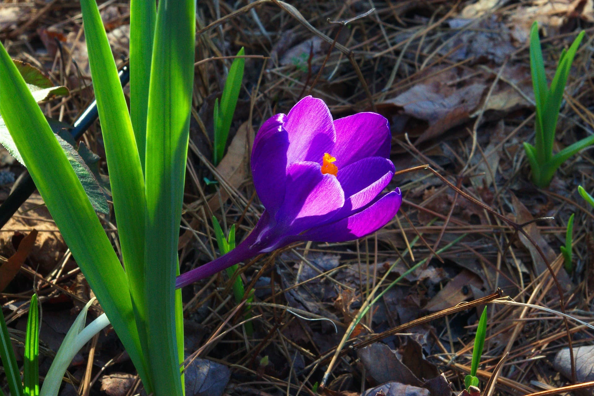 Vernal Equinox Means It’s The First Day of Spring