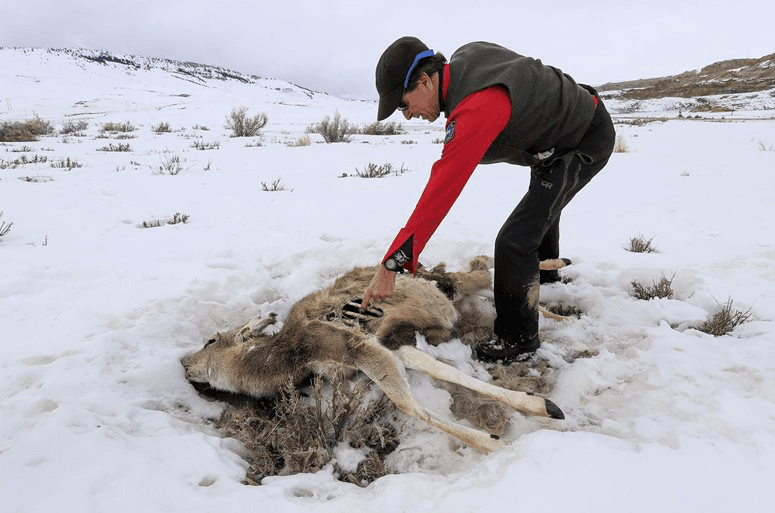 Brutal Winter Killing Deer And Antelope By The Thousands In Wyoming