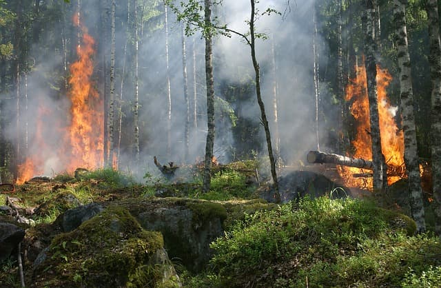 FIRESHEDS Act To Improve Wildlife Prevention Efforts