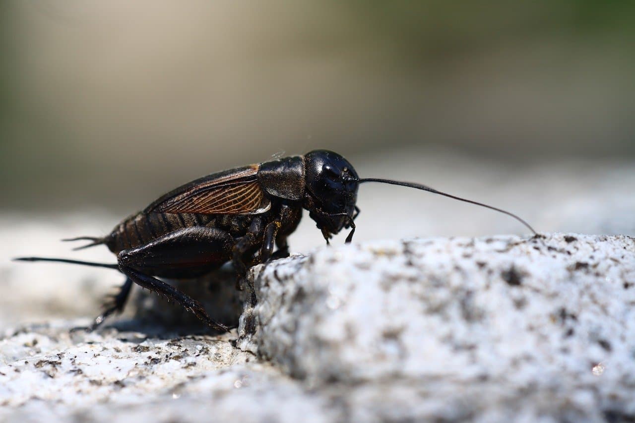 Mormon Crickets