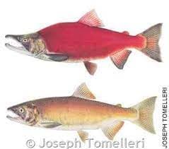 Anglers Should Plan On Reduced Kokanee Rates At Flaming Gorge