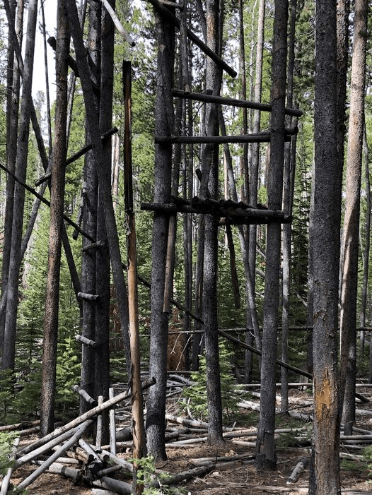 Tree Stands Left On Ashley National Forest Have Been Identified for Removal