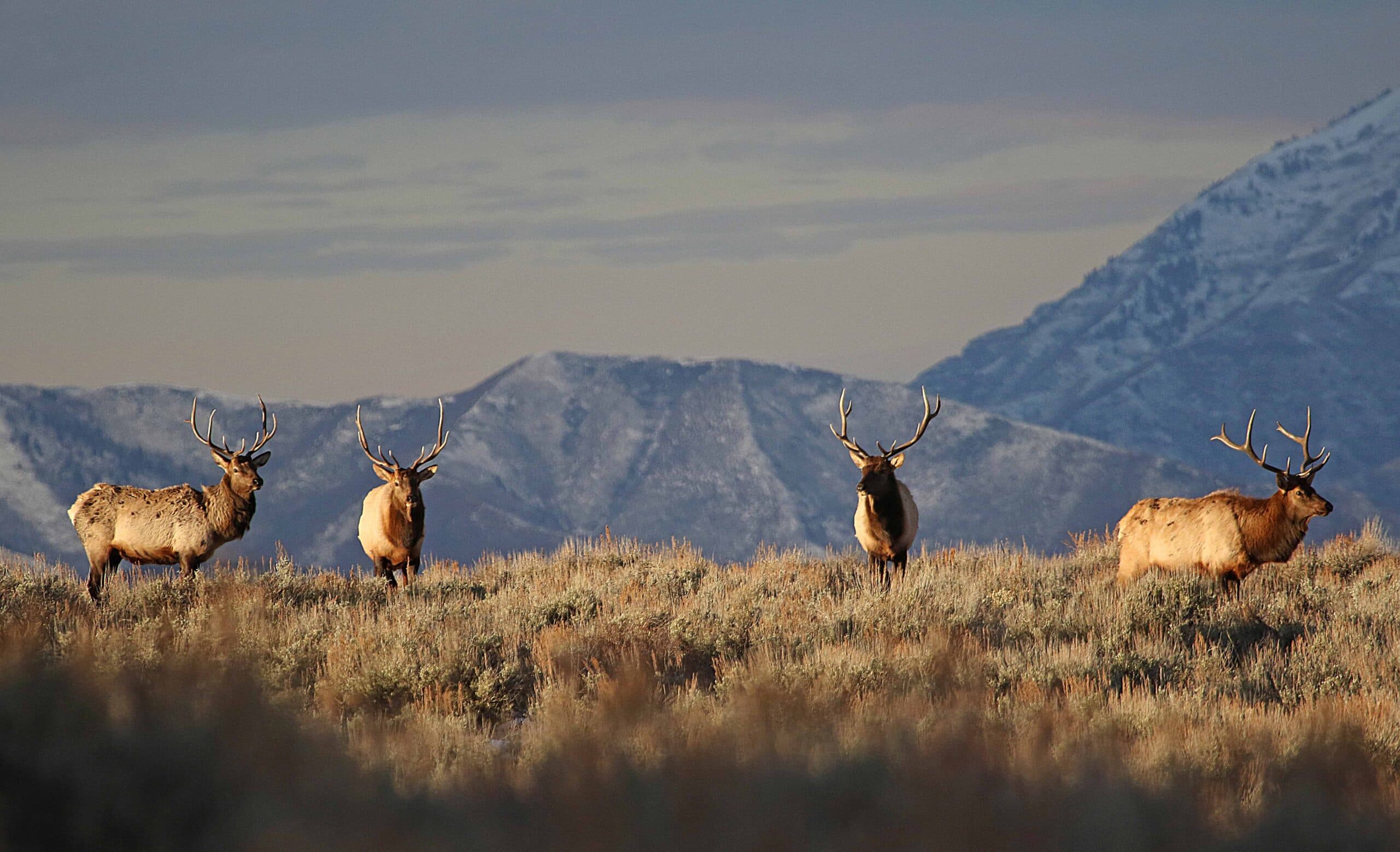 DWR: Remaining 2023 Deer And Elk Permits To Be Sold Starting Today
