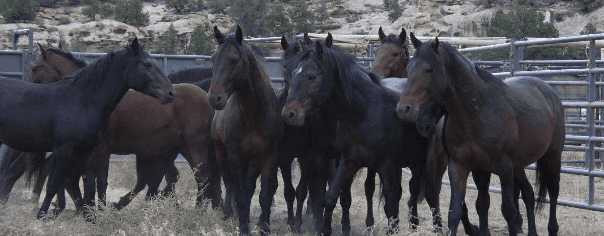 BLM Announces Plan To Remove Entire West Douglas Wild Horse Herd