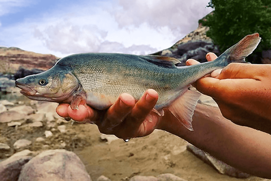 DWR Reports On Recovery Of Endangered Fish