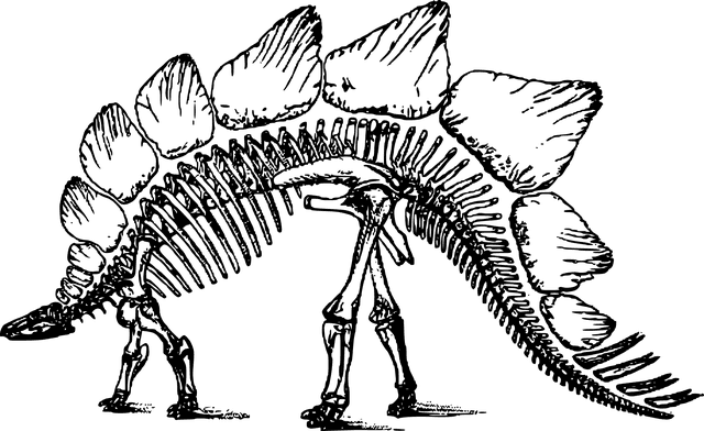 Carnegie Stegosaurus
