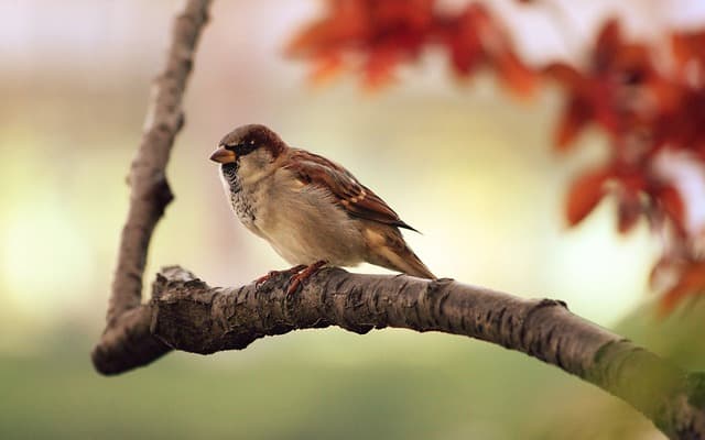 Thousands of Birds Found Dead Of Avian Botulism