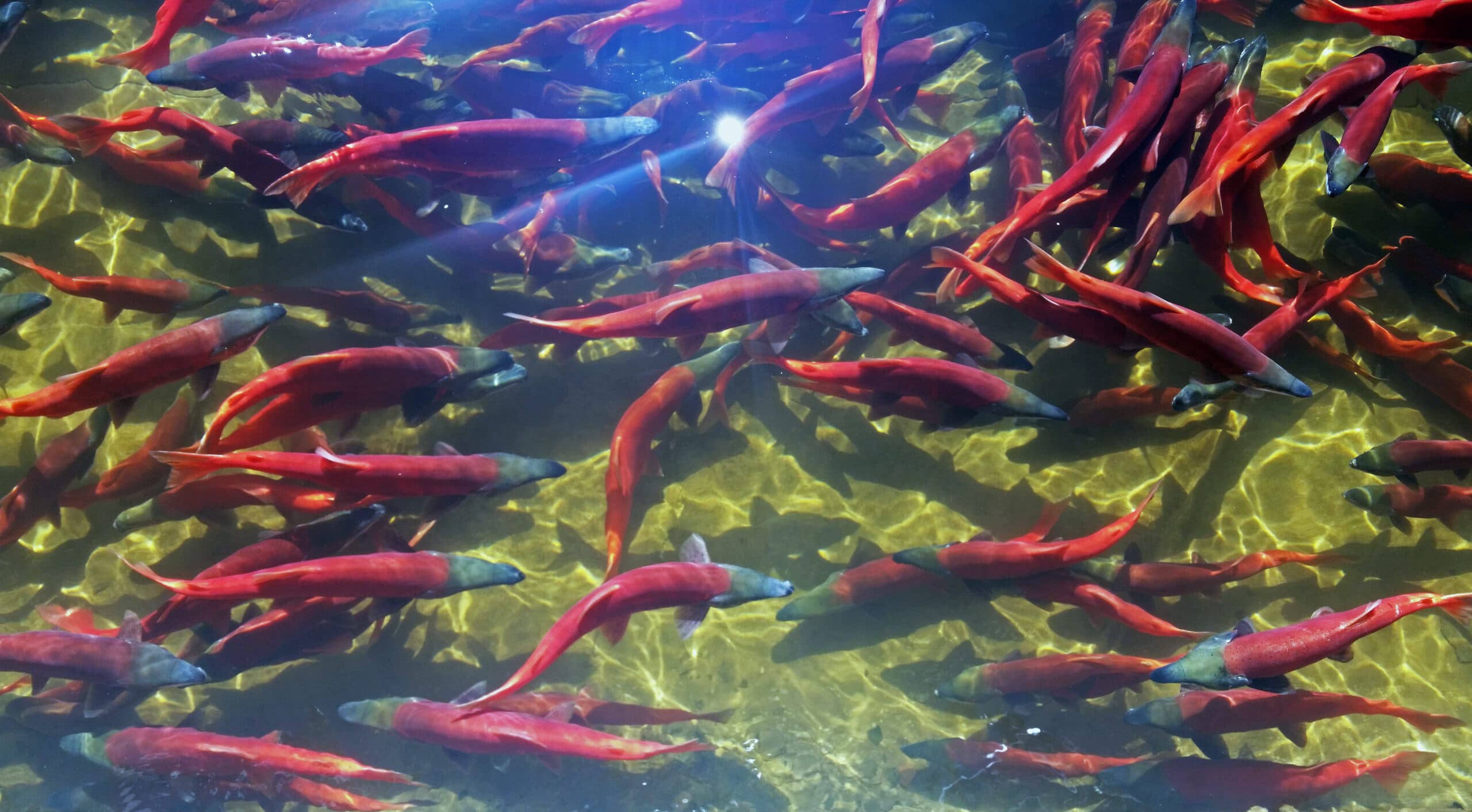 Lower Production Of Kokanee Eggs At Flaming Gorge Means Change For DWR