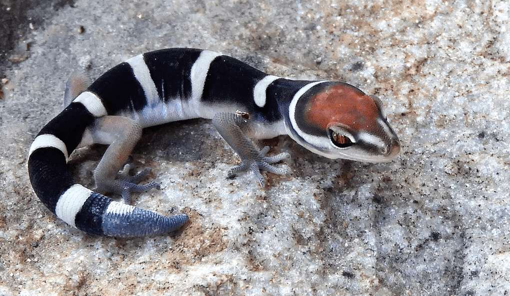 Yale Researchers Find New Lizard Fossil At Dinosaur National Monument