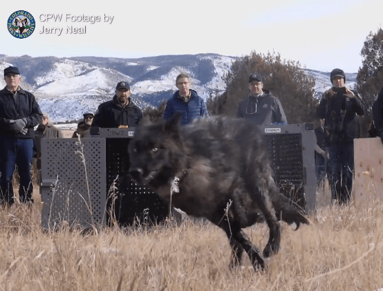 Wolves Officially Reintroduced In Colorado