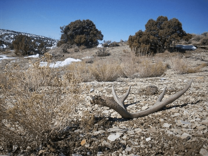 Shed Antler Hunting Opens Soon; Ethics Course Is Required