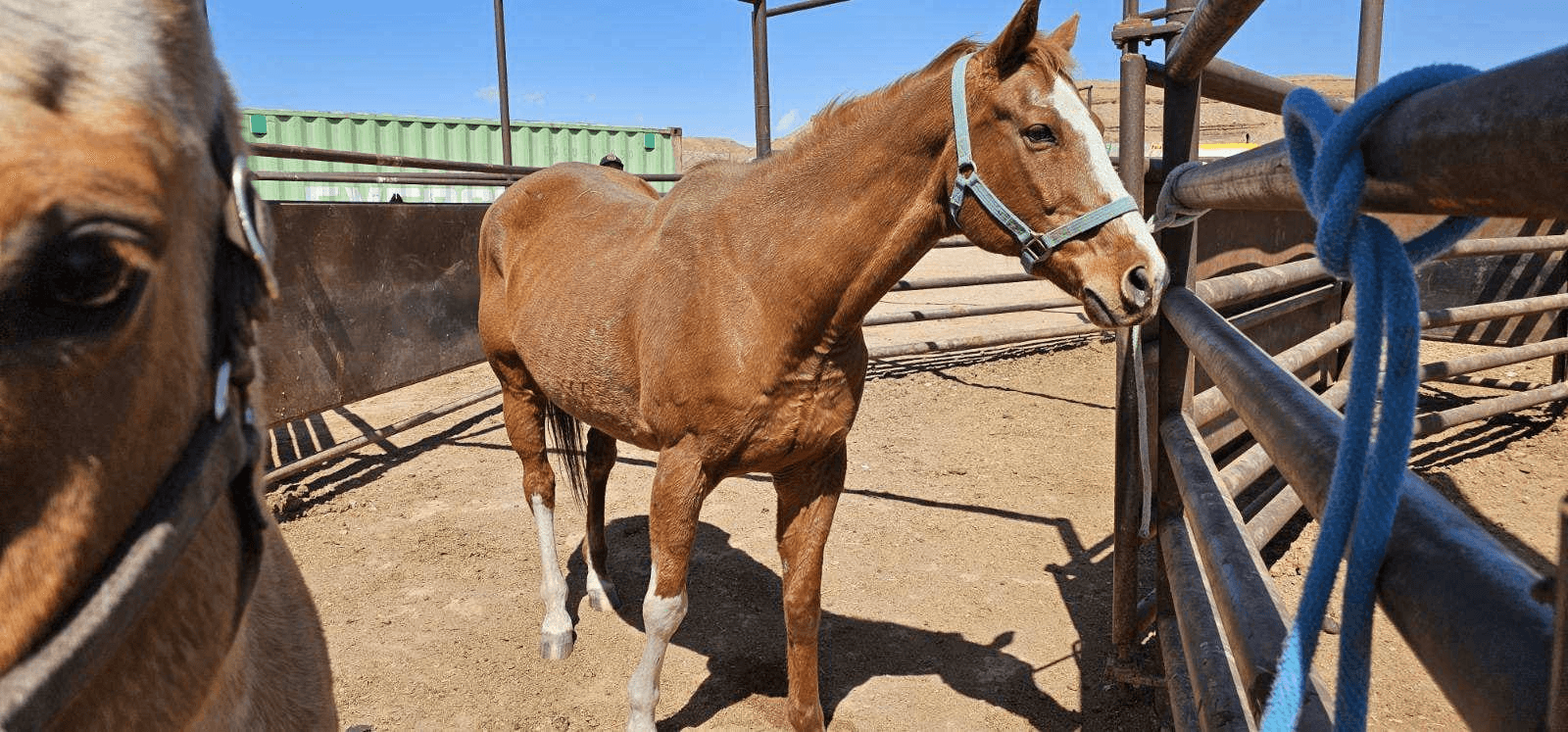 Duchesne County Sheriff’s Office Rounds Up Abandoned Horses