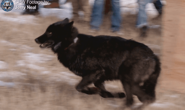 Cattle Kill Count Keeps Going Up In Colorado Due To Wolves