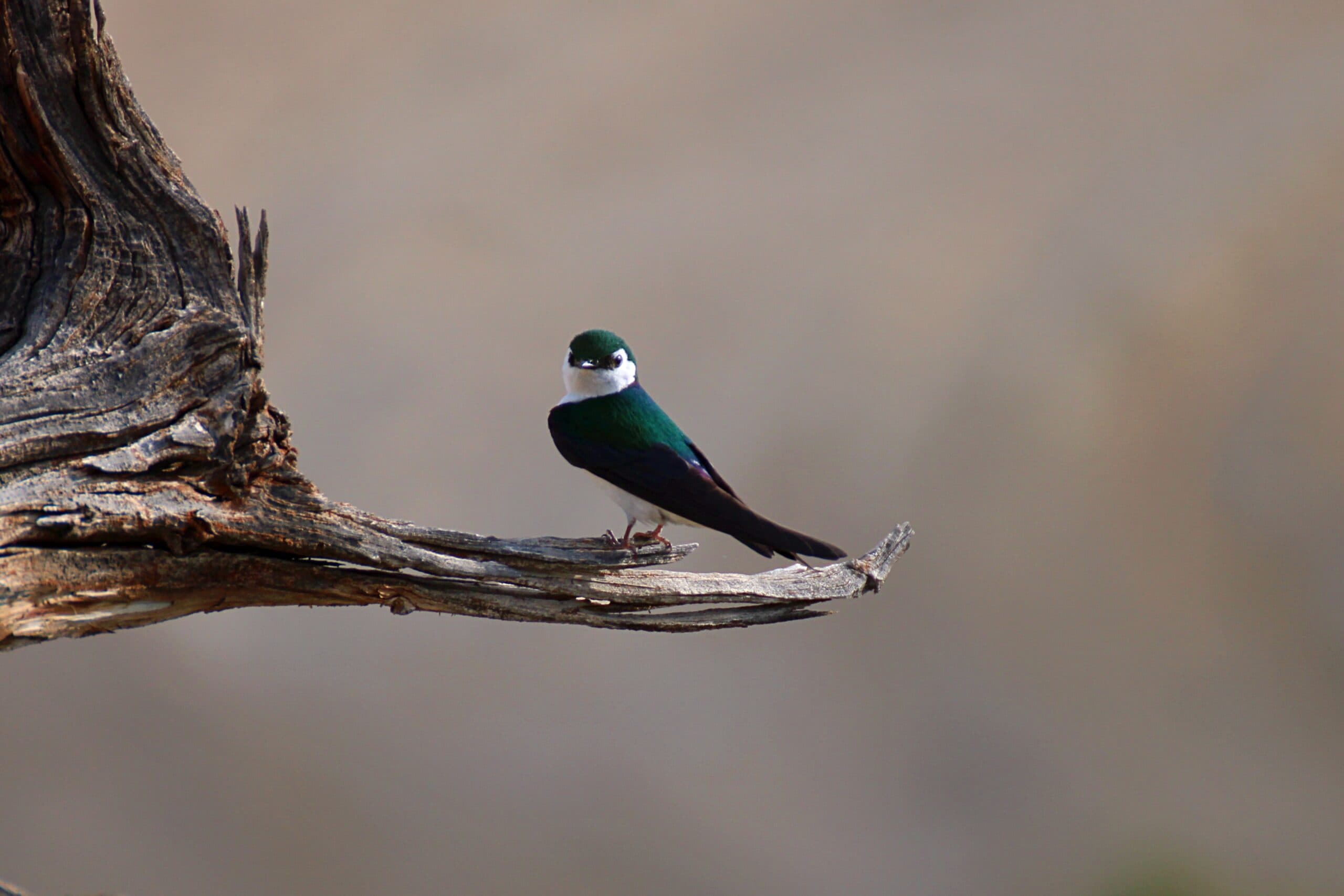 DWR: Where To See Migrating Birds This Month