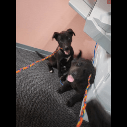 Dead Puppies Result In Moffat County Animal Cruelty Investigation