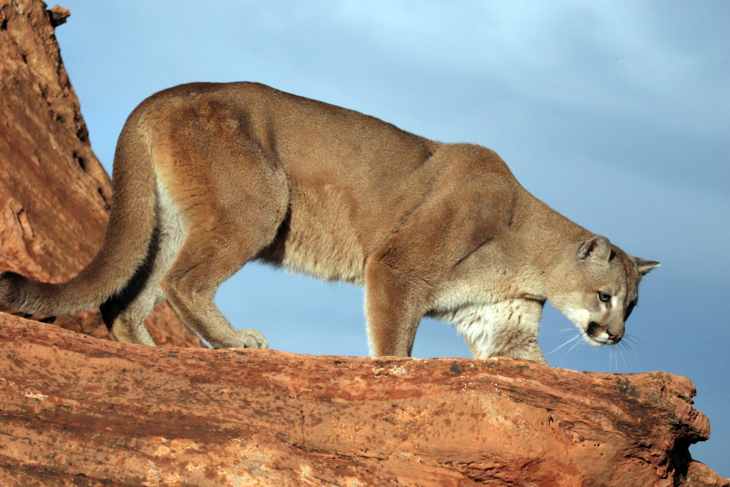 DWR: What To Do If You Encounter A Mountain Lion