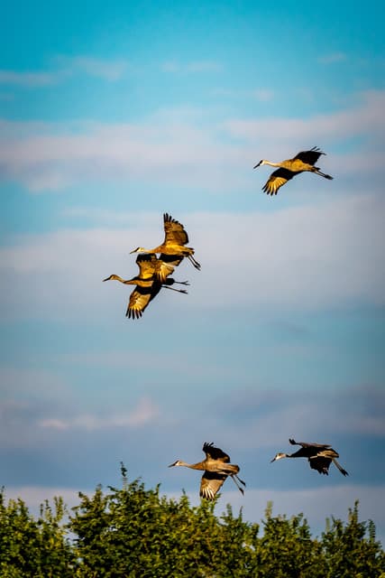 DWR: Want To Hunt Sandhill Crane, Sage-Grouse, And Tundra Swan In The Fall