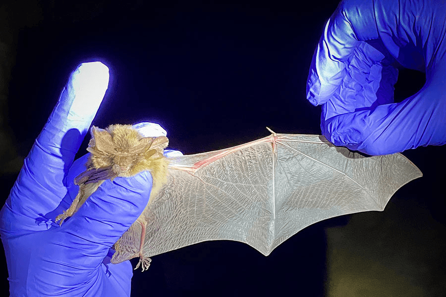 DWR: Tips to help you prevent conflicts with bats this summer and fall
