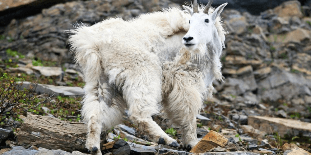 DWR: Safety When Hiking In Mountain Goat Country