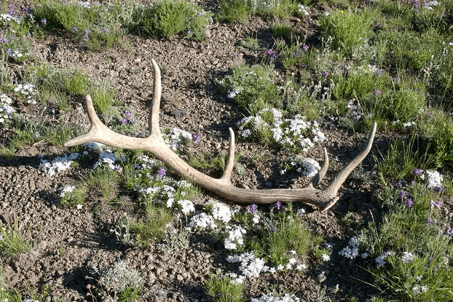 Complete Free Ethics Course To Gather Shed Antlers