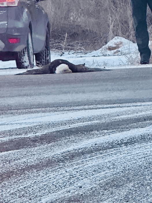 Bald Eagle Hit On Roadway In Vernal Area; Euthanized Due To Severe Injuries