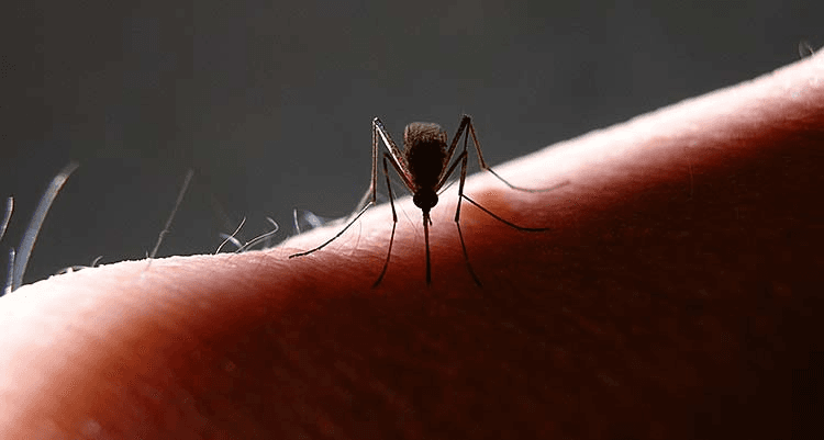 Take Precautions As West Nile Virus Season Starts Up