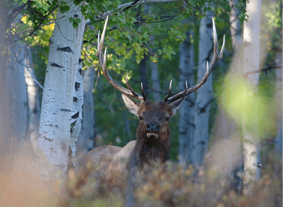 DWR: Big Game Application Period Opens Next Week